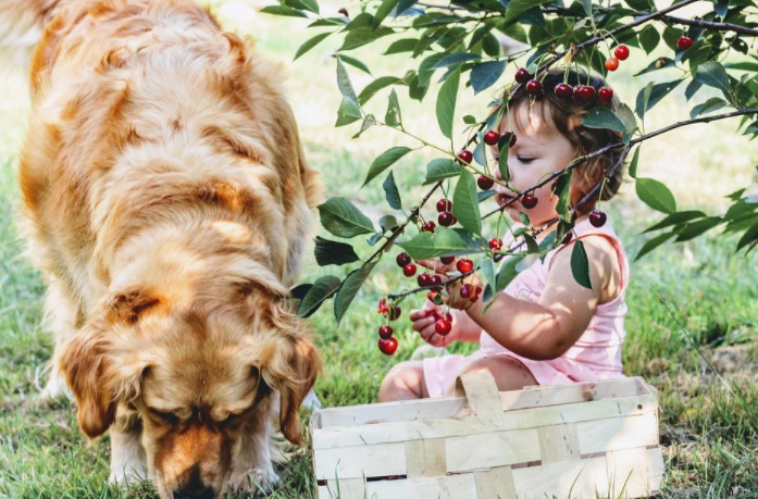 Pet