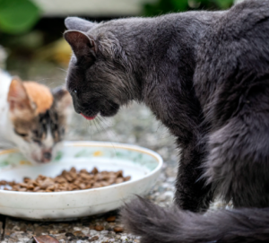 pet food