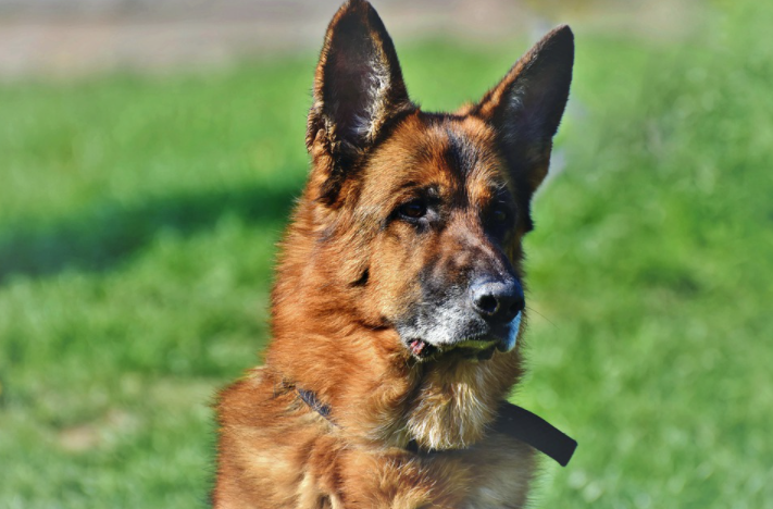 Simple Tips to Take Care of Older German Shepherds