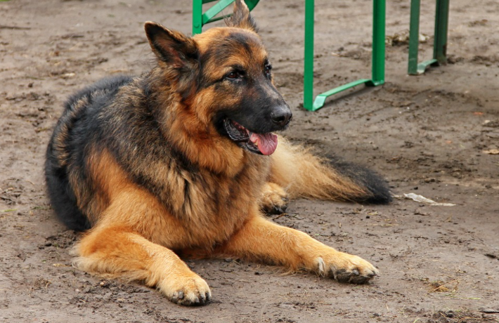 Simple Tips to Take Care of Older German Shepherds