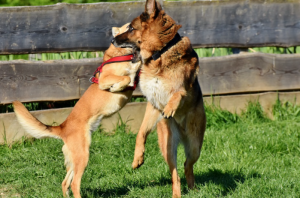 Simple Tips to Take Care of Older German Shepherds